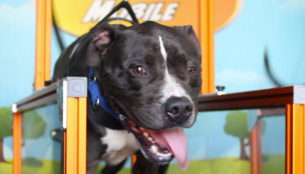dog treadmill harness